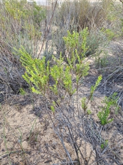 Cullumia micracantha