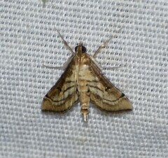 Marasmia cochrusalis