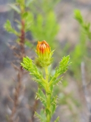 Cullumia micracantha