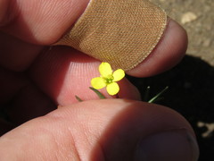 Camissonia strigulosa