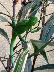 Iguana iguana