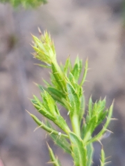Cullumia micracantha