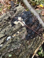Amphilogia gyrosa