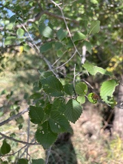 Ulmus