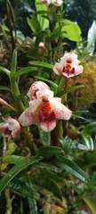 Maxillaria arbuscula
