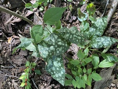 Pulmonaria