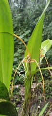 Maxillaria fractiflexa