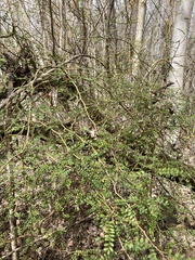 Sophora microphylla