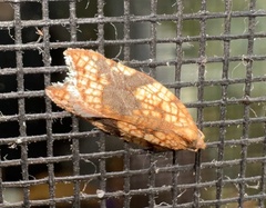 Acleris rhombana