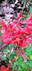 Epidendrum ibaguense