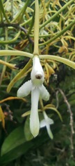 Epidendrum leucochilum