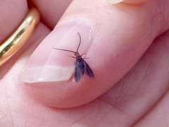 Drosicha