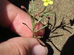 Camissonia strigulosa