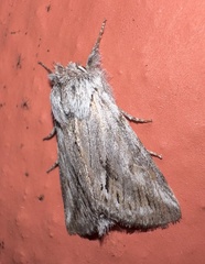 Pleromelloida cinerea