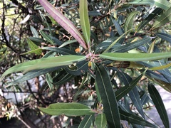 Eucalyptus curtisii