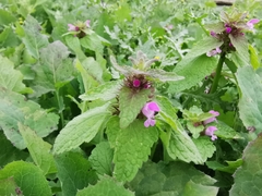 Lamium purpureum