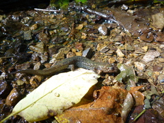 Desmognathus kanawha