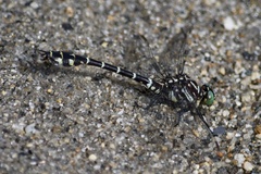 Stylurus scudderi