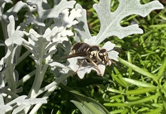 Dolichovespula maculata