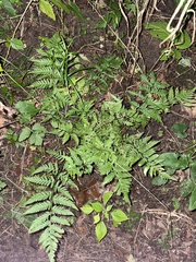 Dryopteris clintoniana