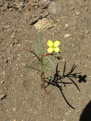 Camissonia strigulosa