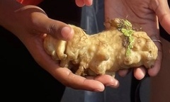 Porifera