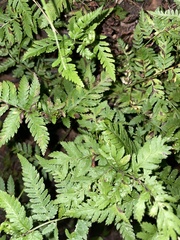 Dryopteris clintoniana