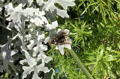 Dolichovespula maculata