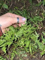 Dryopteris clintoniana
