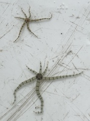 Ophiactis savignyi