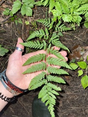 Dryopteris clintoniana