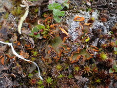 Solorina crocea