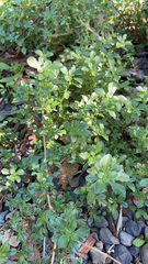 Amaranthus blitoides