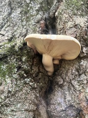 Hypsizygus