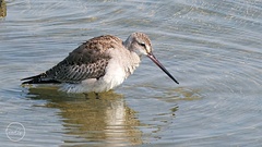 Limosa haemastica