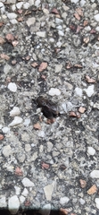 Tabanomorpha