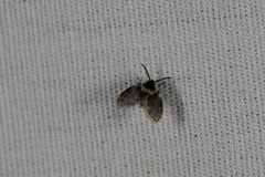 Lepiseodina conspicua