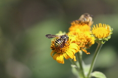 Paranthidium gabbii