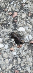 Tabanomorpha
