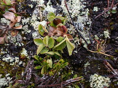 Gaultheria humifusa