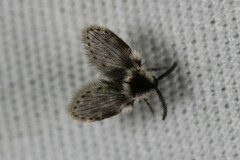 Lepiseodina conspicua