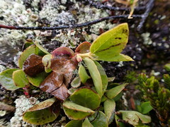 Gaultheria humifusa