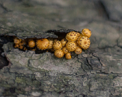 Pholiota
