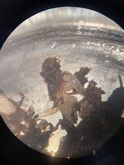 Enchytraeidae