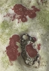 Homotrema rubrum