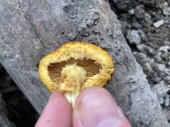 Pholiota