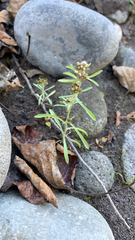 Gnaphalium uliginosum