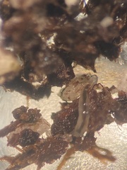 Enchytraeidae