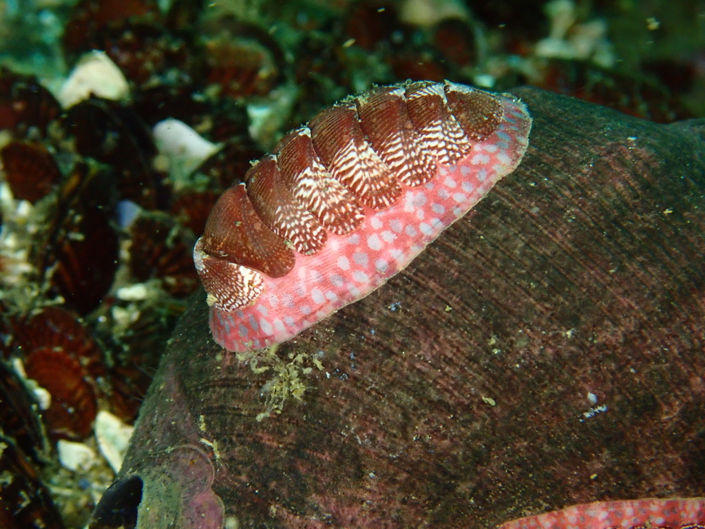 Pink Spotted Jacket Tonicia