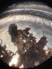 Enchytraeidae